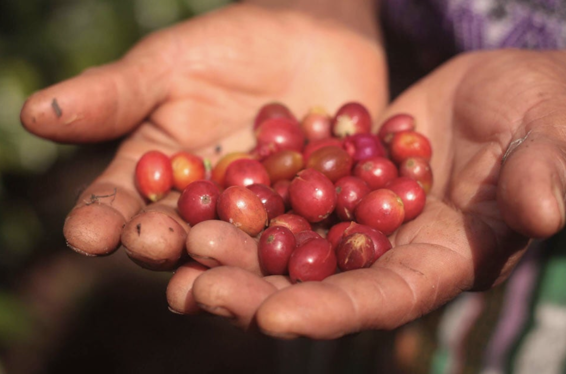 Cultivating Coffee & Community at Café 477